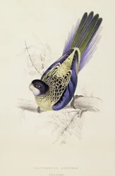 Platycercus Brownii, o Periquito de Brown (Placa 20), 1832